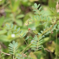 Indigofera colutea (Burm.f.) Merr.